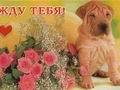 шар-пей